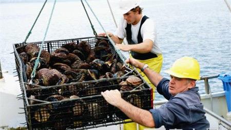 夢(mèng)幻食材探秘 澳洲野生黑邊鮑