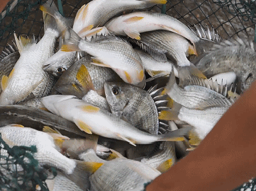 珠海這條魚(yú)，游進(jìn)了央視！——農(nóng)產(chǎn)品品牌化的成功之路