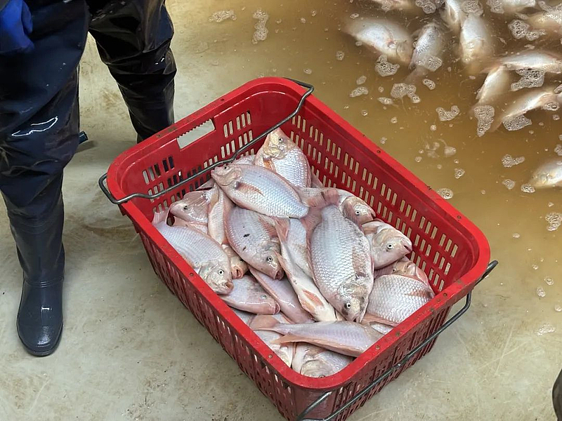 石堡養(yǎng)殖桶激起“致富浪” 新春走基層探訪年年有“魚(yú)”的鄉(xiāng)村振興新圖景